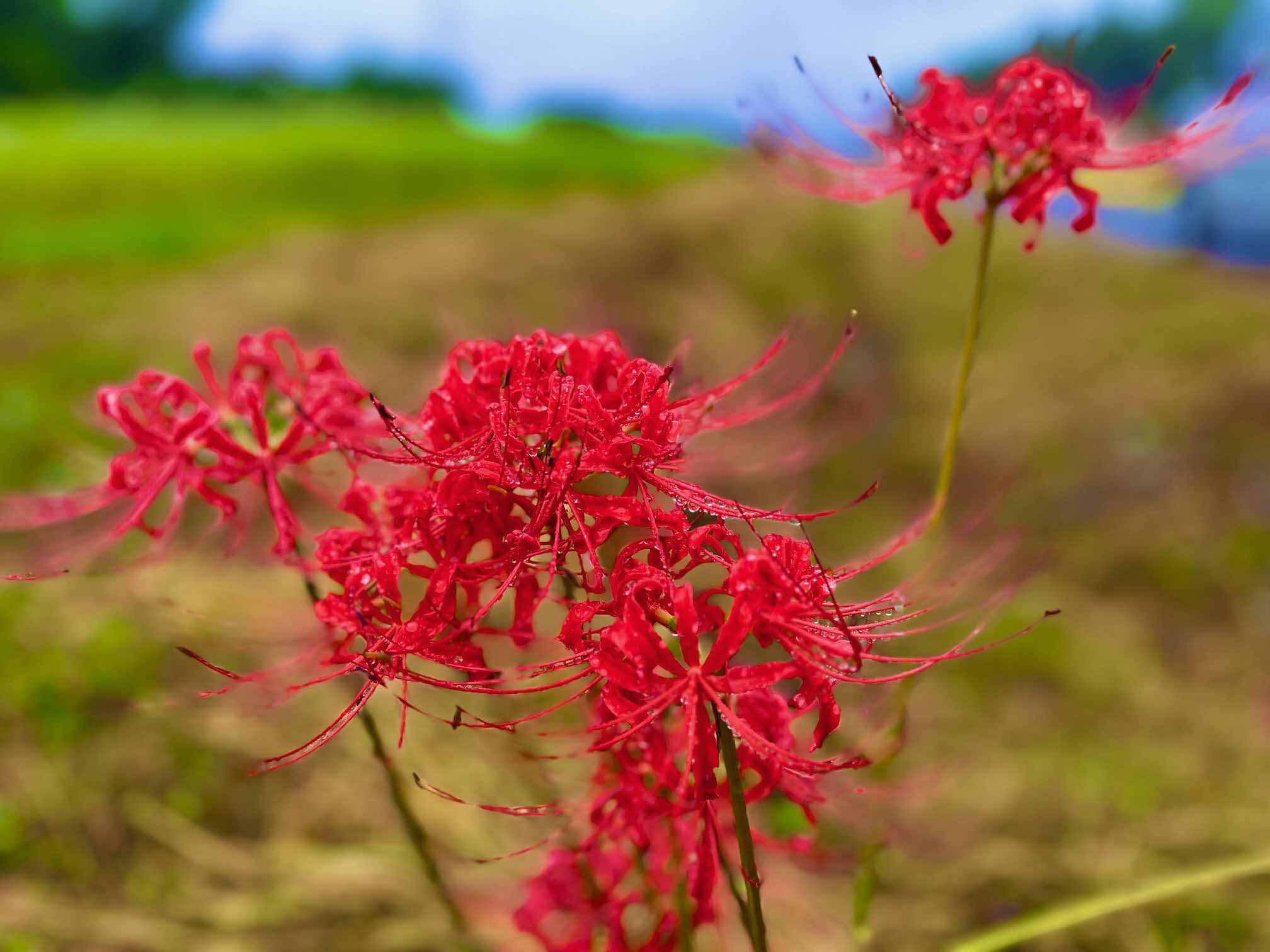 赤い花から思い出したこと おおなん住ま居るナビ
